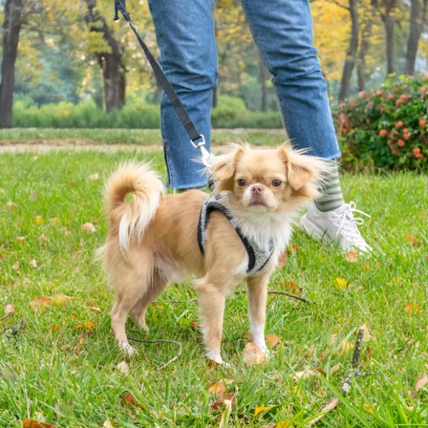 Dog Harness