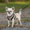 4-0190016917_b09b2b69-033d-48ba-b718-63a3e19d8b91_x620 Furred Harness