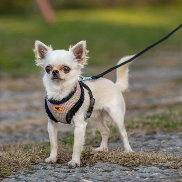 4-0190016917_b09b2b69-033d-48ba-b718-63a3e19d8b91_x620 Furred Harness